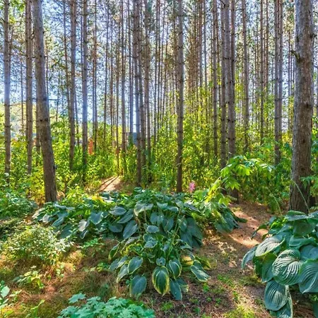 Forest Hideaway, Cleaning Included Strotzbüsch